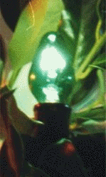 Green twinkle bulb